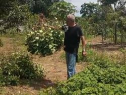Ekstrak Minyak Atsiri Harga 600 Ribu /Kg  DiPulau Bangka Petani Giat Tanam Nilam