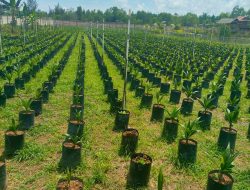 Tanam Sawit Pilih Bibit Sawit Unggul Agar Hasil Buah Melimpah