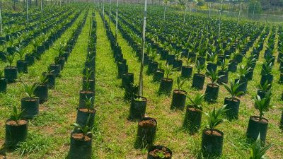 Tanam Sawit Pilih Bibit Sawit Unggul Agar Hasil Buah Melimpah