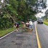 Respon Cepat Polsek Mendo Barat Tangani Pohon Tumbang di Jalan Raya Pangkalpinang–Muntok Desa Petaling