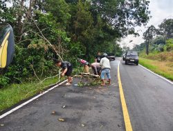 Respon Cepat Polsek Mendo Barat Tangani Pohon Tumbang di Jalan Raya Pangkalpinang–Muntok Desa Petaling