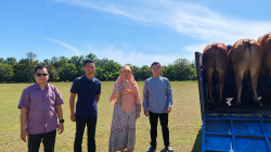 Perdana, Kapolda Babel Sumbangkan Sapi Kurban untuk UBB