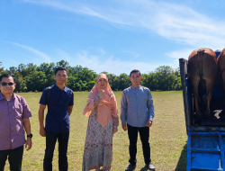 Perdana, Kapolda Babel Sumbangkan Sapi Kurban untuk UBB